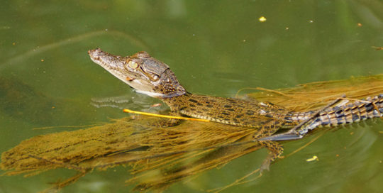 Ausfluege Bentota Mangroven Flussfahrt junges Krokodil im Wasser der Mangrovenwälder Sri Lankas