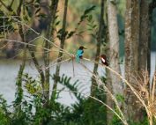 Ayurveda Erfahrungsbericht: Kingfisher-Paar beim Natursee des Ayurveda Resorts Villa Raphael in Sri Lanka