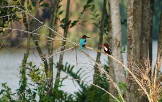 Ayurveda Erfahrungsbericht: Kingfisher-Paar beim Natursee des Ayurveda Resorts Villa Raphael in Sri Lanka