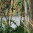 Ayurveda Erfahrungsbericht: Kingfisher-Paar beim Natursee des Ayurveda Resorts Villa Raphael in Sri Lanka