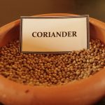 Herbal Demonstration coriander seeds in a clay bowl