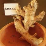 Herbal Demonstration ginger root on the buffet