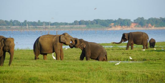 Elefanten vor dem See, bei einer Safari-Tour