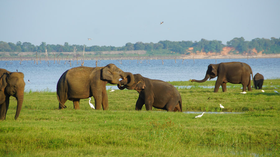 Elefanten vor dem See, bei einer Safari-Tour