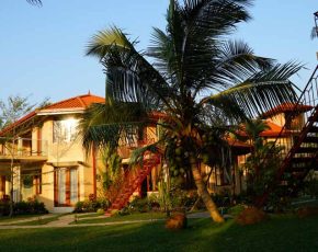 Ayurveda Resort Gartenanlage mit King Coconut Palme Sri Lanka