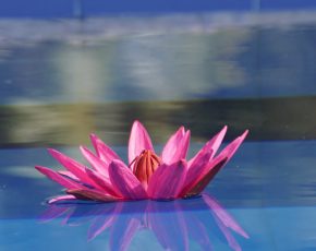 Ayurveda Resort Pool Seerose im Swimmingpool der Villa Raphael