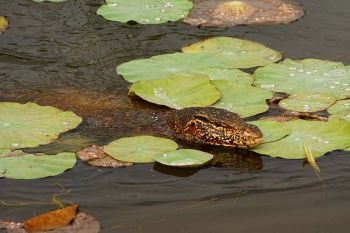 Ausfluege Bentota - Waran Sri Lanka beim Schwimmen in einem Teich mit Seerosenblaetter