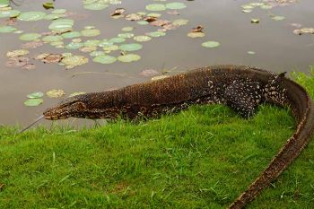 Ausfluege Bentota - Waran Sri Lanka - Bindenwaran mit langer Zunge am Teich