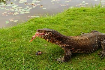 Ausfluege Bentota Waran Sri Lanka beim Fressen an einem Teich