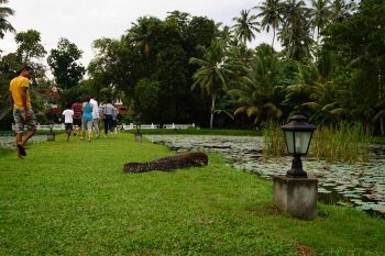 Ausfluege Bentota Waran Sri Lanka am Teichufer mit Seerosen